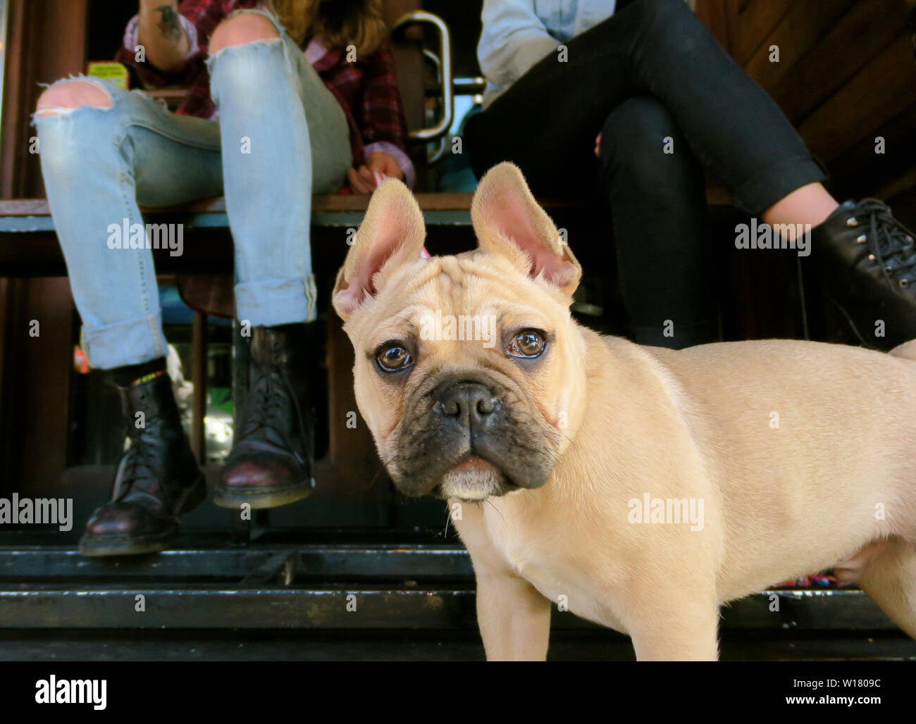 Chiens de Melbourne. Une scène typique sous une table dans un café de la rue Melbourne.....un élégant bouledogue français chez les jeans à la mode et des bottes. Banque D'Images