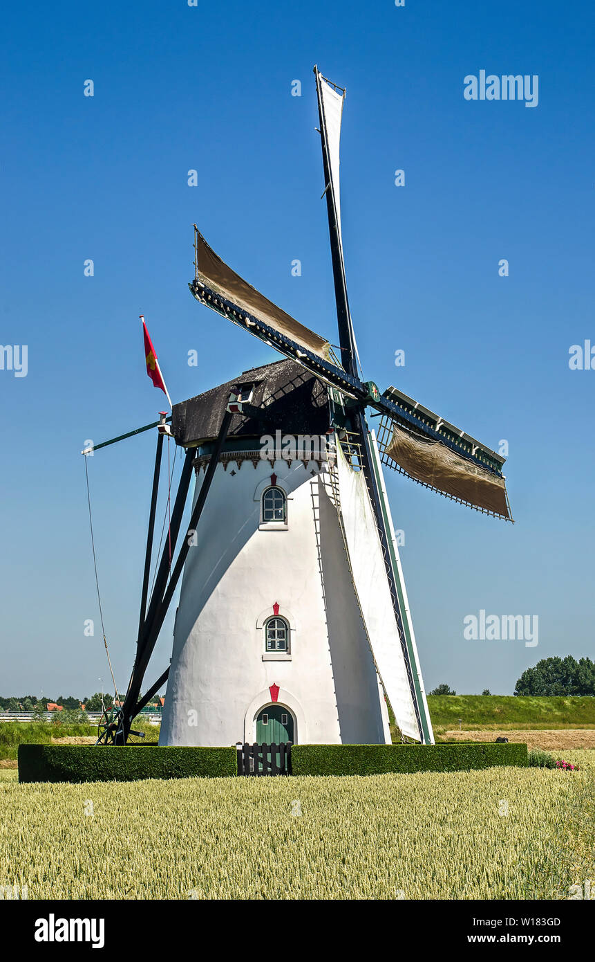 Nieuw- en Sint Joosland, aux Pays-Bas, le 29 juin 2019 : le moulin à maïs platered blanc traditionnel entouré d'un champ de blé sur une journée ensoleillée dans l'être Banque D'Images