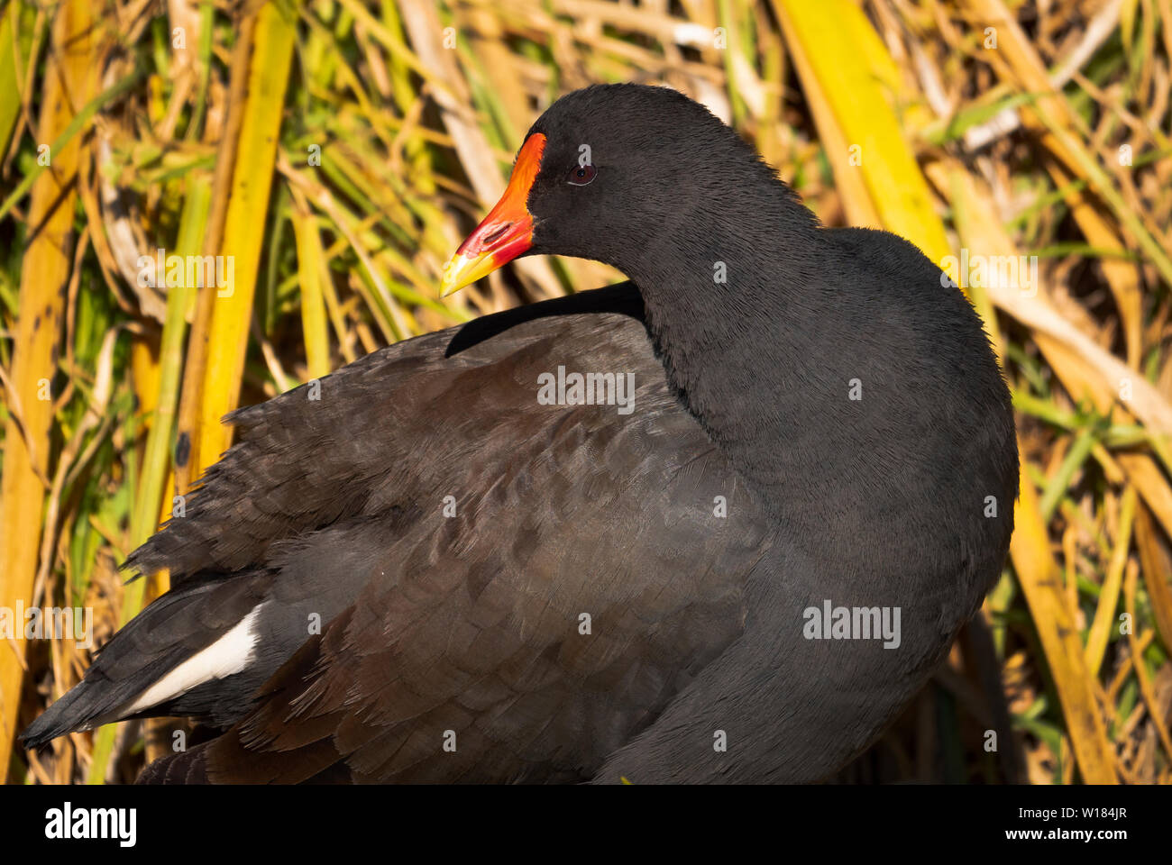 Une Poule d'eau Gallinula tenebrosa, sombre, avec l'arrière-plan vert reed près de Dubbo en Nouvelle Galles du Sud en Australie. Banque D'Images