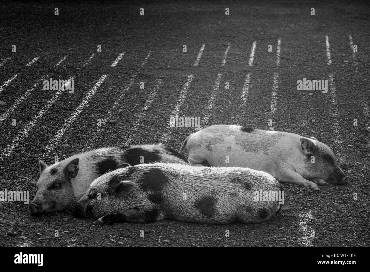 Trois petits porcs dormant avec des arbres diagonaux de lumière du soleil en arrière-plan. Banque D'Images