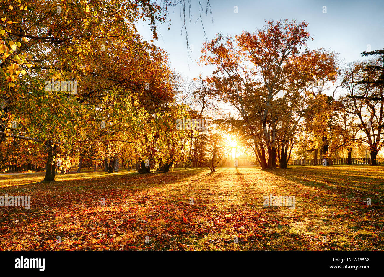 Les arbres à feuilles multicolores sur l'herbe dans le parc. Le feuillage de l'érable en automne ensoleillé. La lumière du soleil tôt le matin dans la forêt Banque D'Images