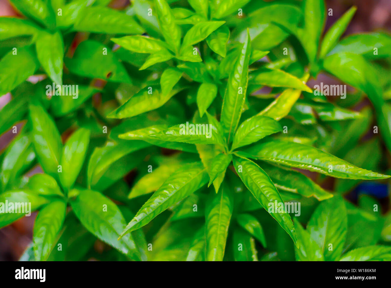 Feuilles de basilic thaïlandais .Frais vert feuilles de basilic. Banque D'Images