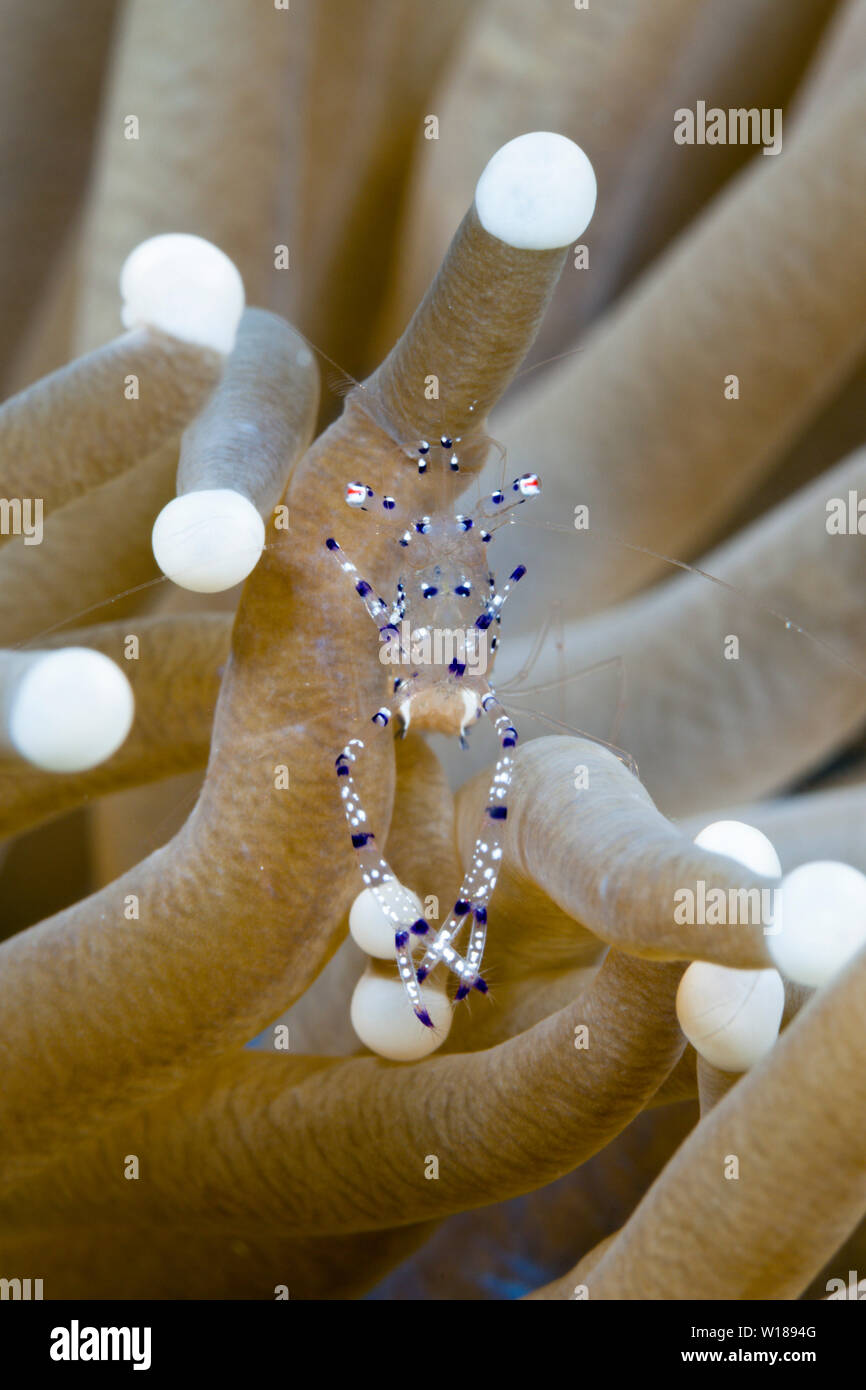 Crevettes aux champignons commensaux en corail, Periclimenes sp., Tufi, Solomon Mer, Papouasie Nouvelle Guinée Banque D'Images