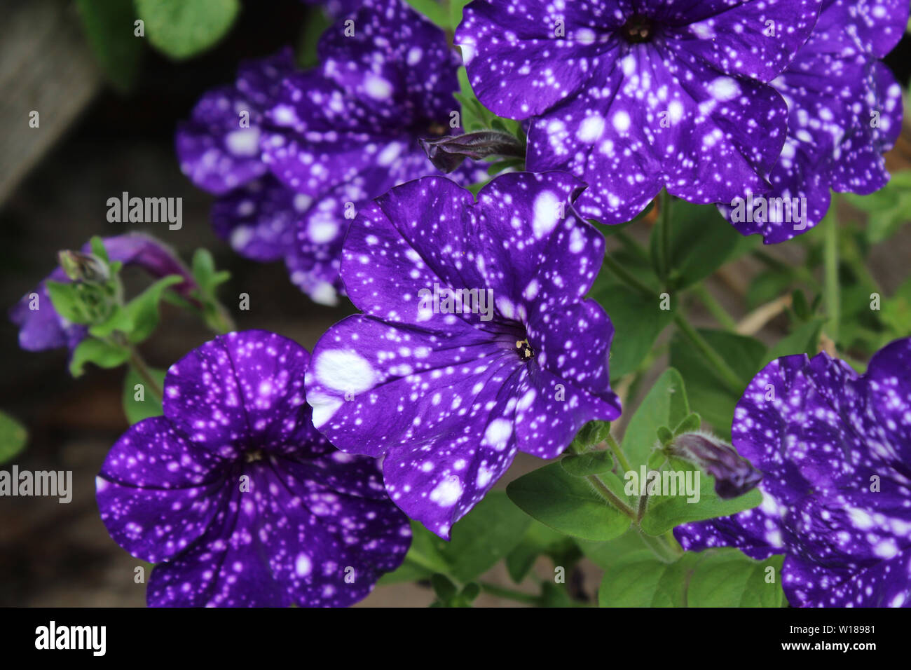 Petunia night sky flowers Banque de photographies et d'images à haute  résolution - Alamy