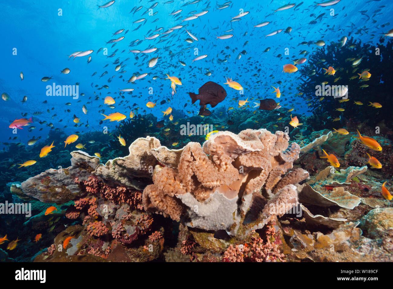 Riche en espèces de coraux, Tufi, Mer Salomon, Papouasie Nouvelle Guinée Banque D'Images