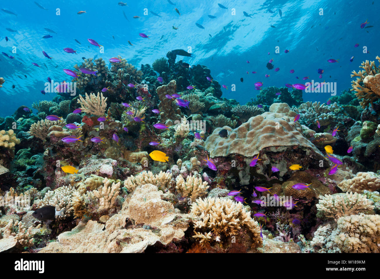 Yellowback Anthias sur Coral Reef, Pseudanthias tuka, Tufi, Mer Salomon, Papouasie Nouvelle Guinée Banque D'Images