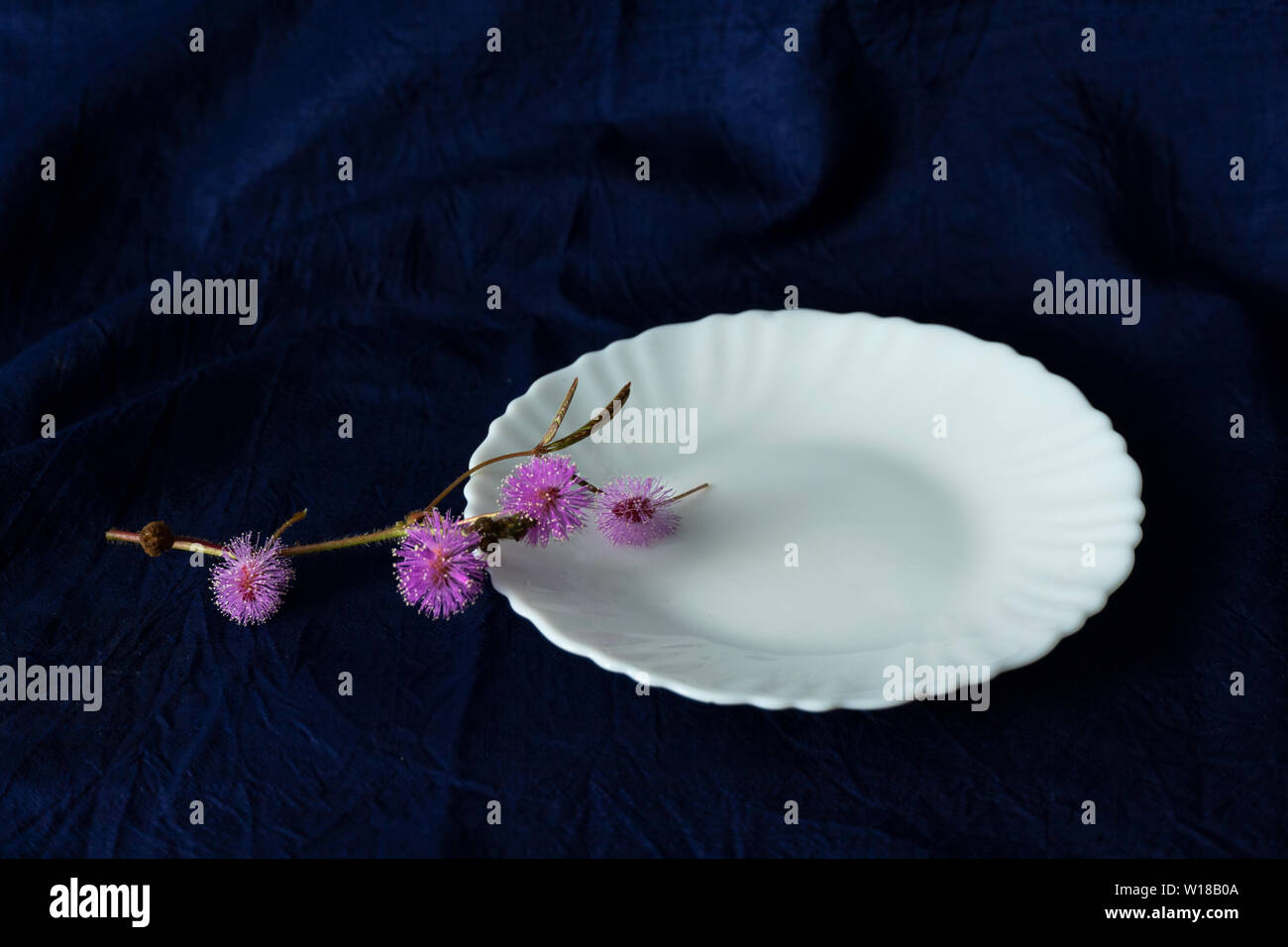 Plat de céramique blanche pour l'alimentation avec de petits violet rose fleur sauvage encore en vie ou rococo baroque fond bleu foncé en soie Banque D'Images