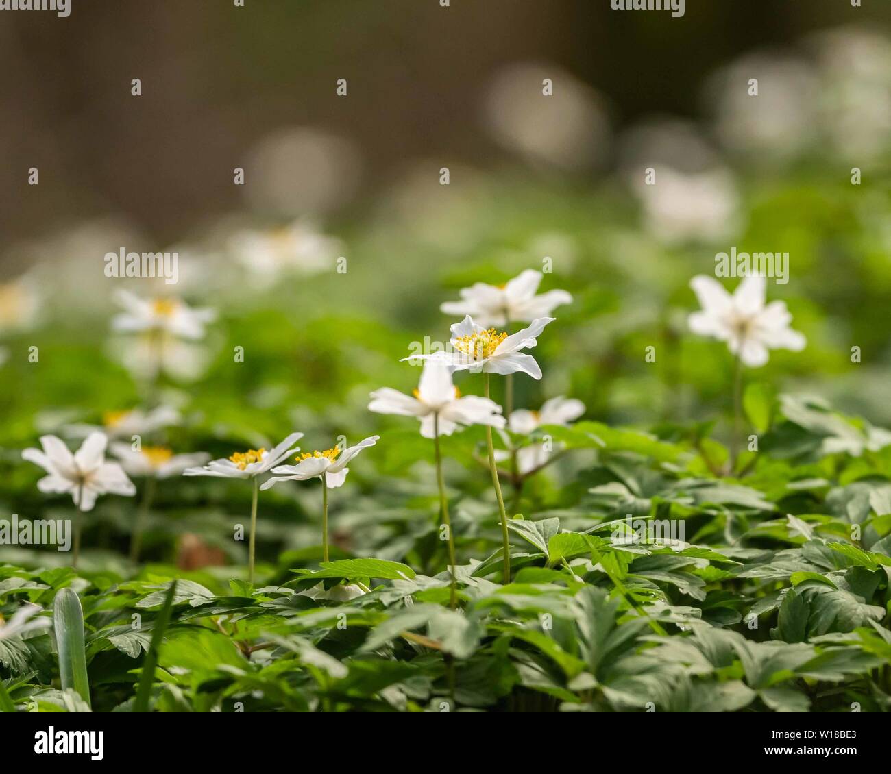 Bois Anemone (Anemone nemorosa) dans la forêt ancienne semi-naturelle locale, Royaume-Uni Banque D'Images