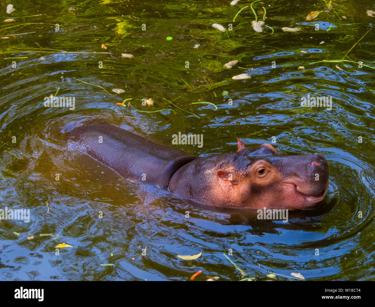 Hippopotame dans l'eau Banque D'Images