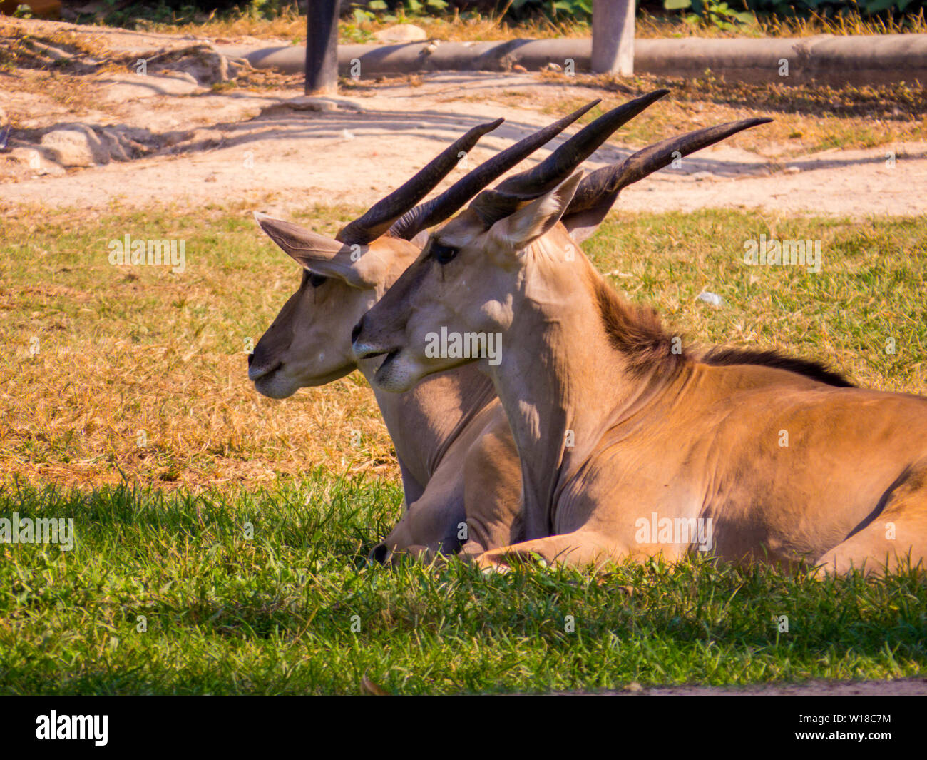 Antilopes au zoo Banque D'Images