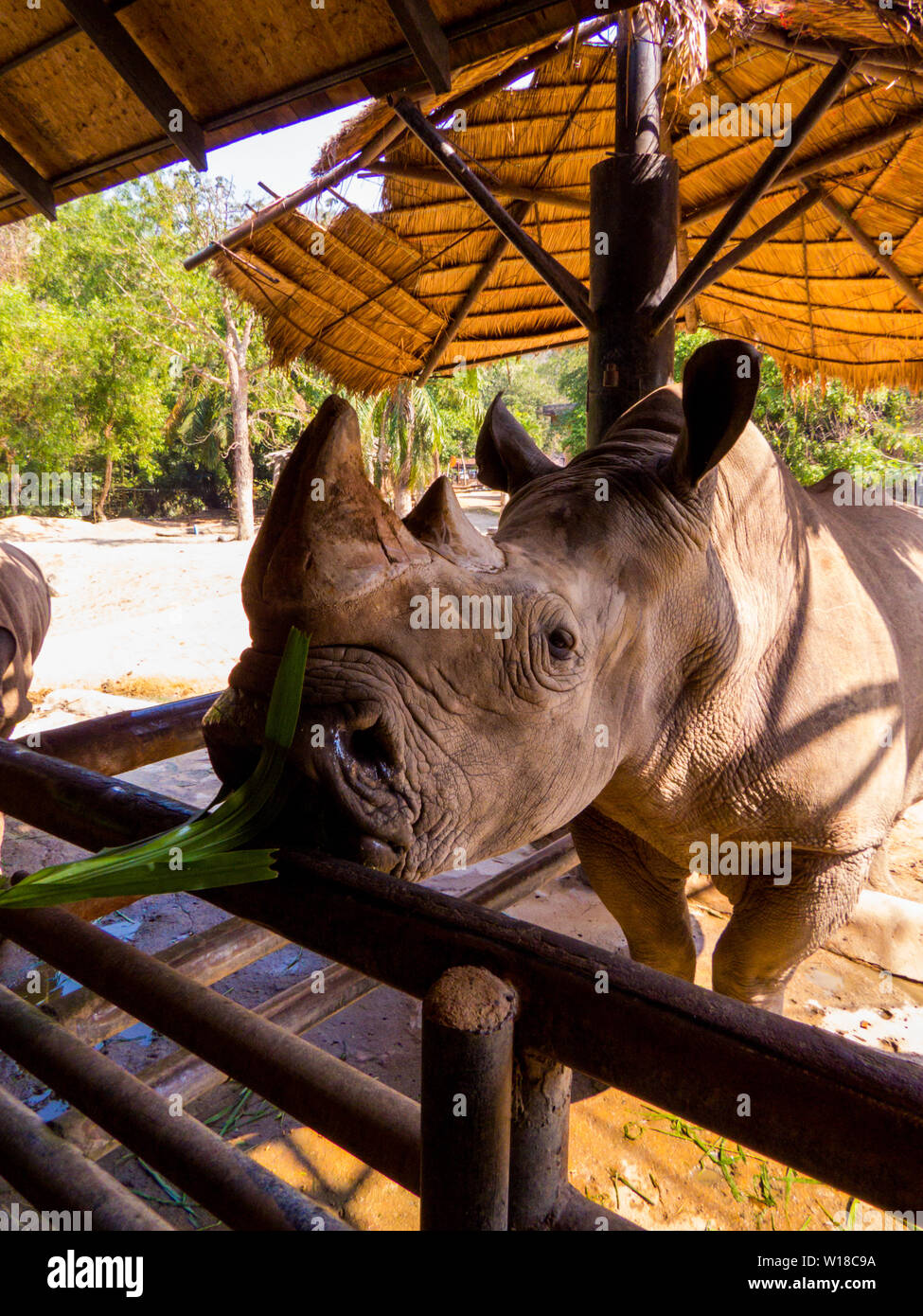 Alimentation rhinocéros au zoo Banque D'Images