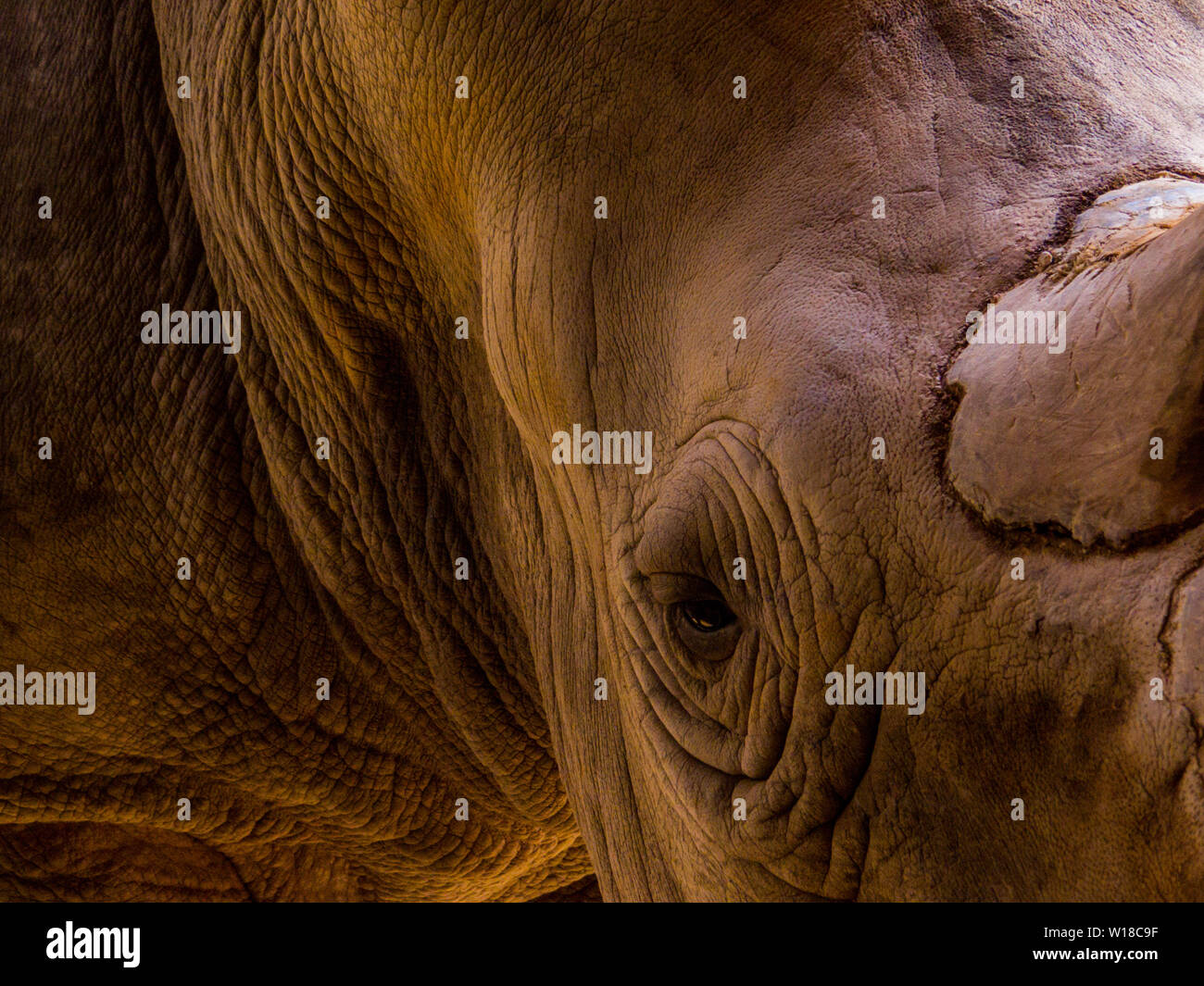 Rhinoceros Close Up Banque D'Images