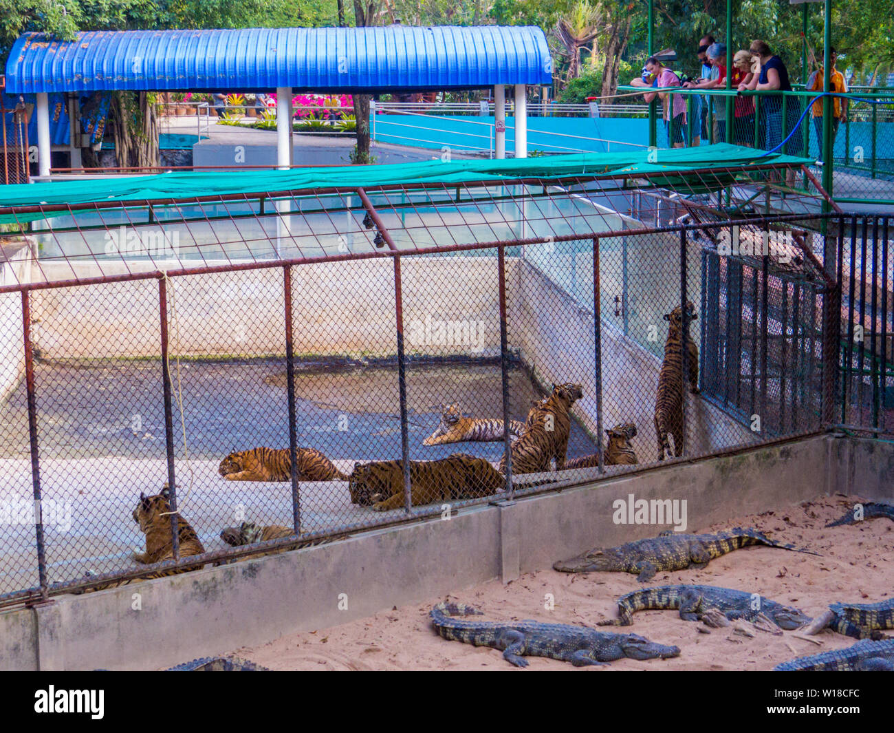 Les crocodiles et les tigres à Sriracha Tiger Zoo, Pattaya, Thaïlande Banque D'Images