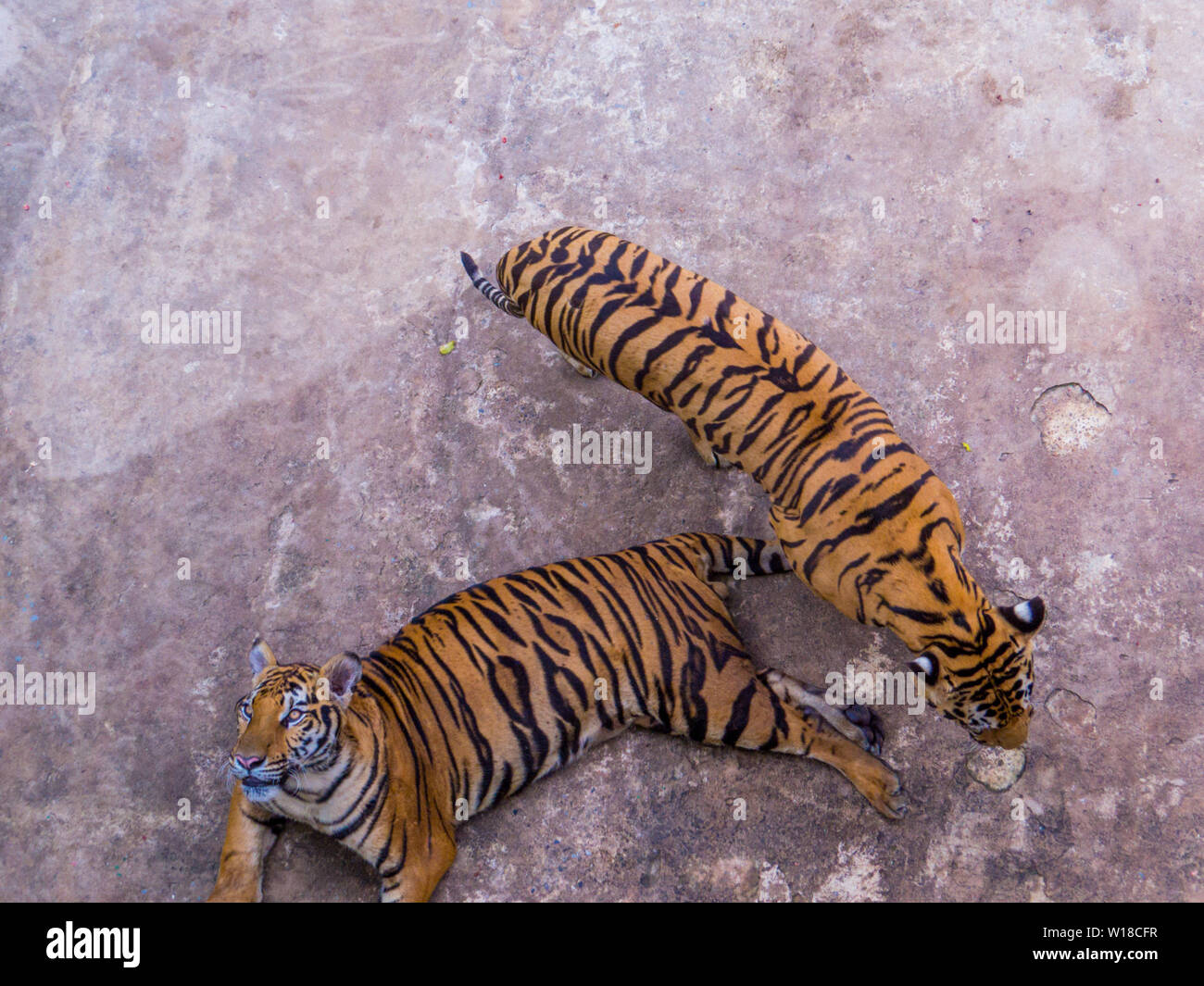 Les tigres à Sriracha Tiger Zoo, Pattaya, Thaïlande Banque D'Images