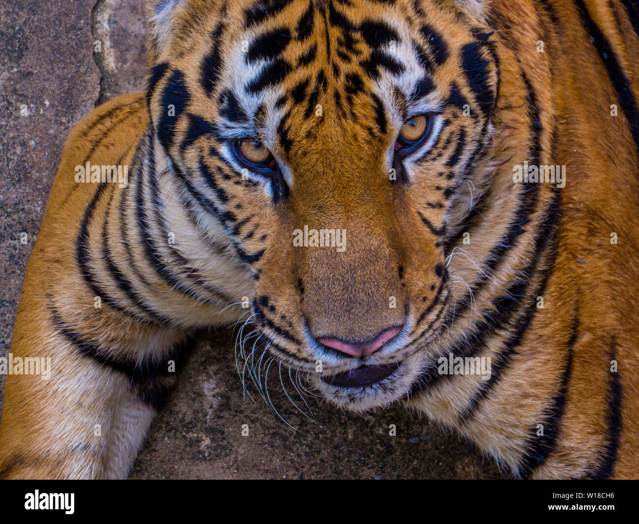Tiger à Sriracha Tiger Zoo, Pattaya, Thaïlande Banque D'Images