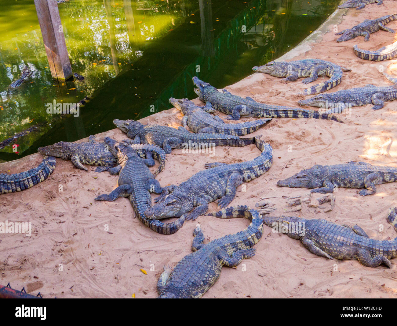 Les crocodiles dans le Sriracha Tiger Zoo, Pattaya, Thaïlande Banque D'Images