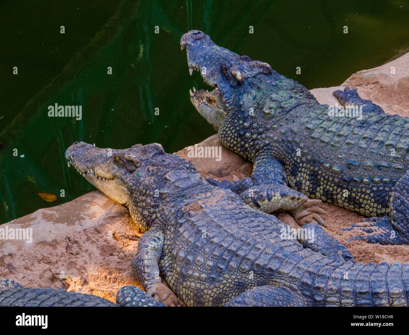 Les crocodiles dans le Sriracha Tiger Zoo, Pattaya, Thaïlande Banque D'Images