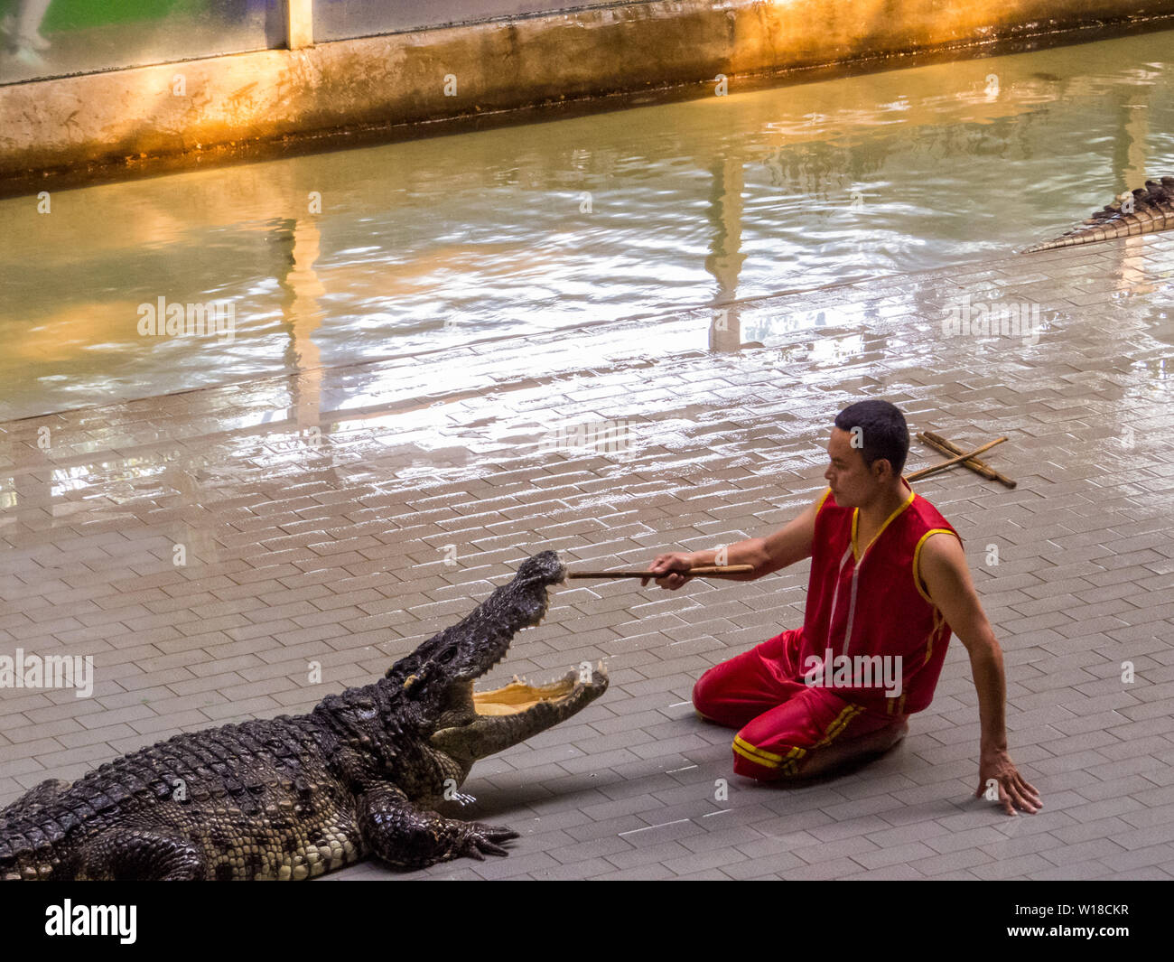 Montrer Crocodile à Sriracha Tiger Zoo, Pattaya, Thaïlande Banque D'Images