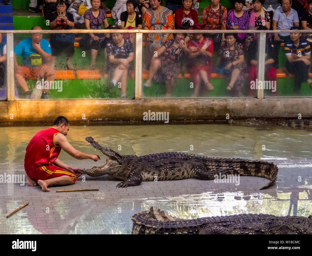 Montrer Crocodile à Sriracha Tiger Zoo, Pattaya, Thaïlande Banque D'Images
