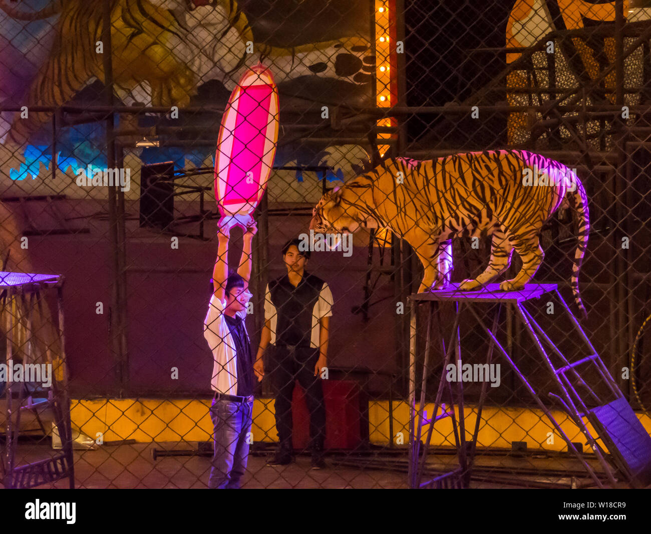 Vue de la Tiger à Sriracha Tiger Zoo, Pattaya, Thaïlande Banque D'Images