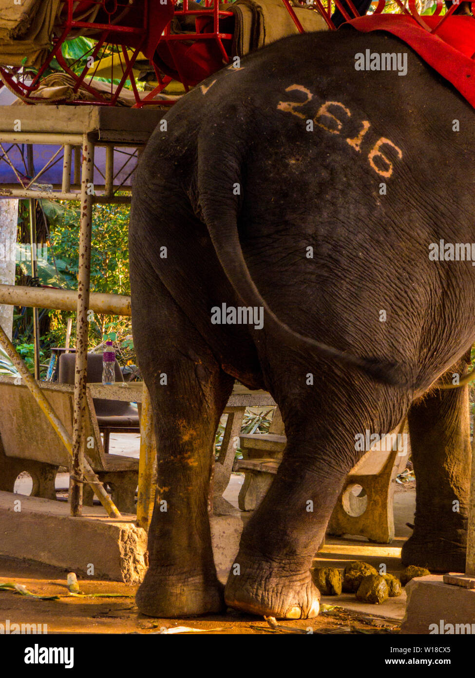 Éléphant numérotées à Sriracha Tiger Zoo, Pattaya, Thaïlande Banque D'Images