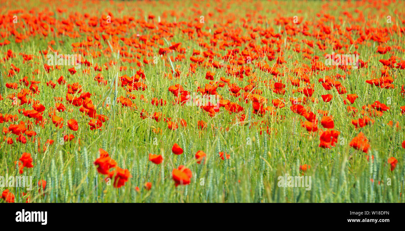 Domaine de blé biologique de coquelicots Banque D'Images