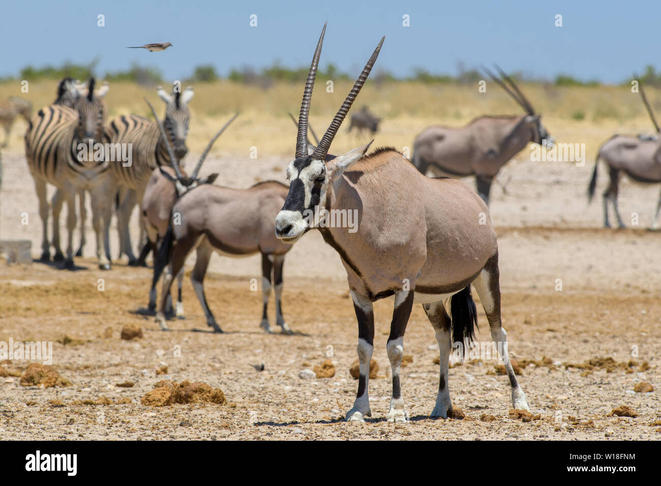 Oryx d'Afrique du Sud - Oryx gazella gazella, belle antilope emblématique d'Etosha National Park, Namibie. Banque D'Images