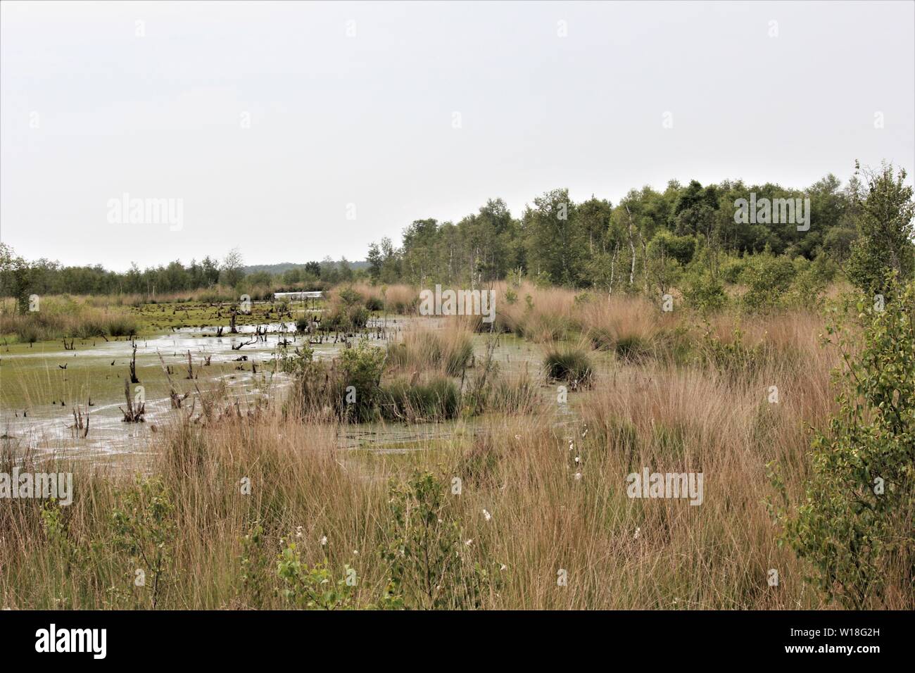 Les courroies à une ruée vers les terres humides restaurées à Bargerveen Pays-Bas Banque D'Images