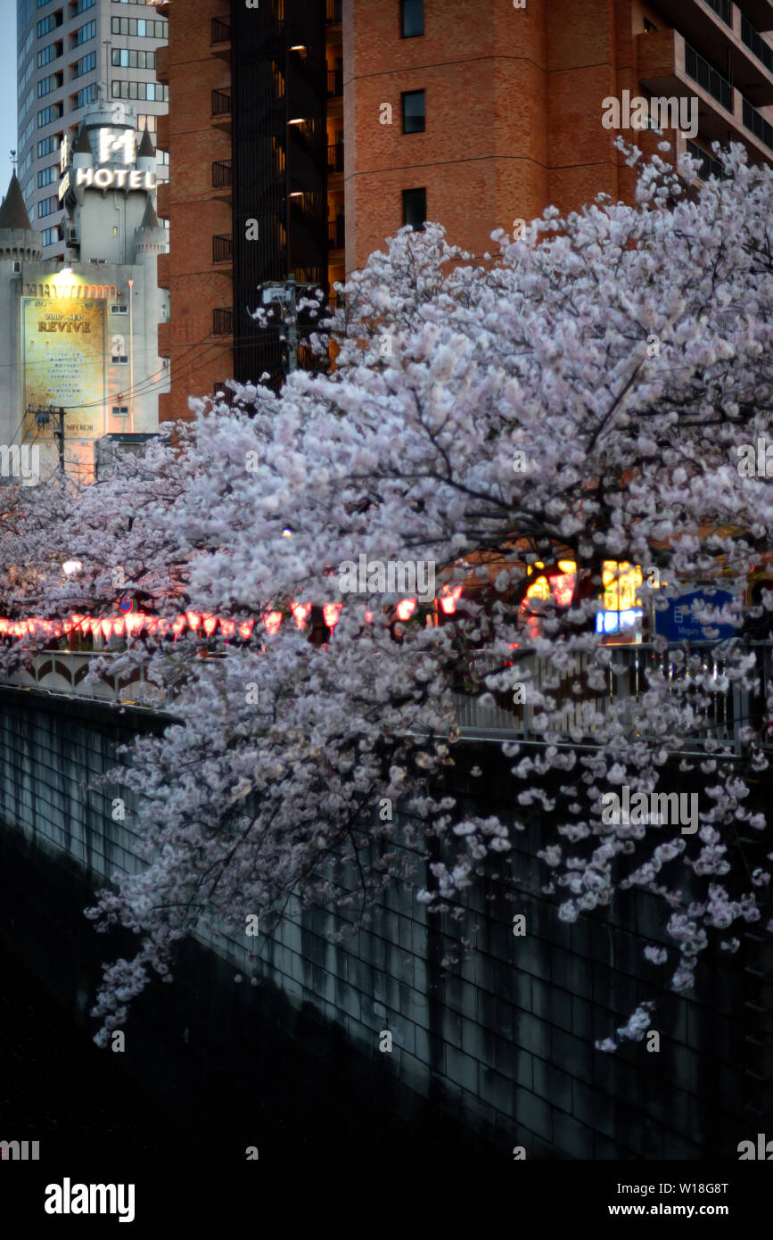 Cherry Blossom rivière Meguro Tokyo Japon Banque D'Images