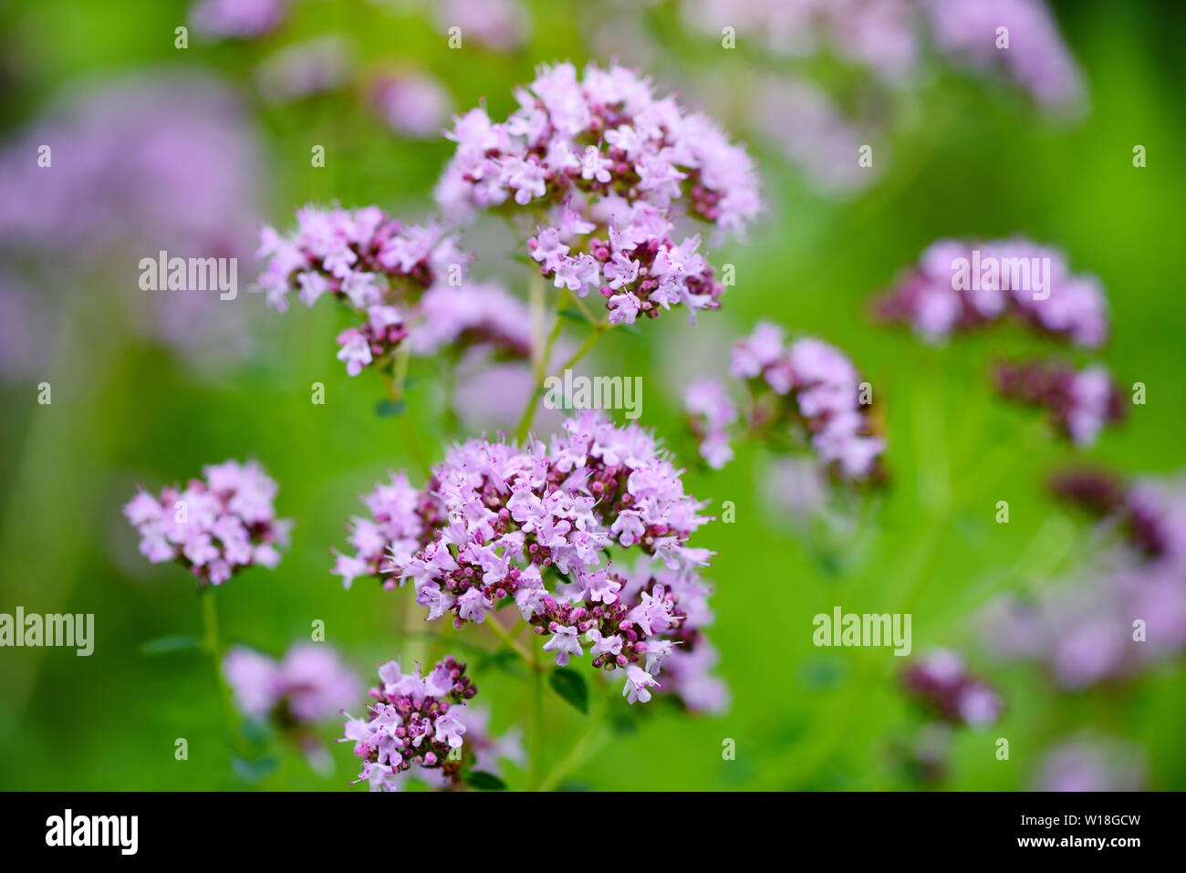 Origanum vulgare médicinales sur fond naturel. Banque D'Images