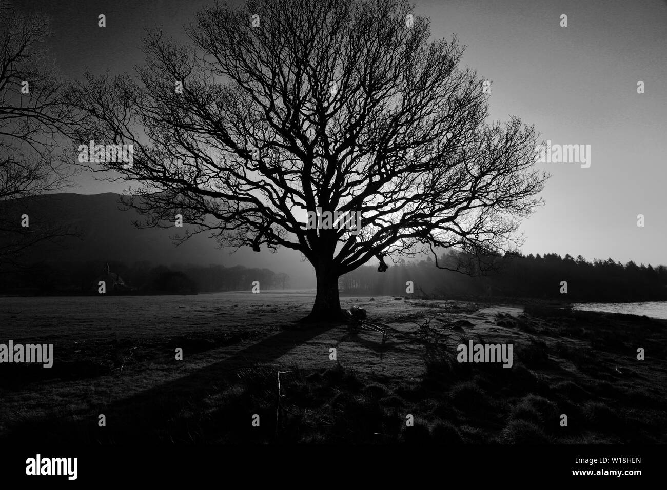 Coucher du soleil de printemps à travers un chêne sur la rive du lac Bassenthwaite, Keswick Ville, Parc National de Lake District, Cumbria, England, UK Banque D'Images