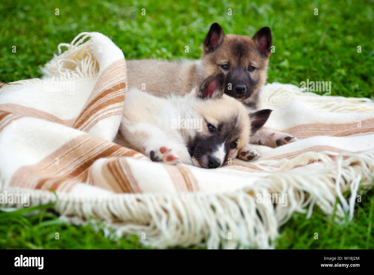 Deux mignon chiots Laika de Sibérie sur la couverture Banque D'Images