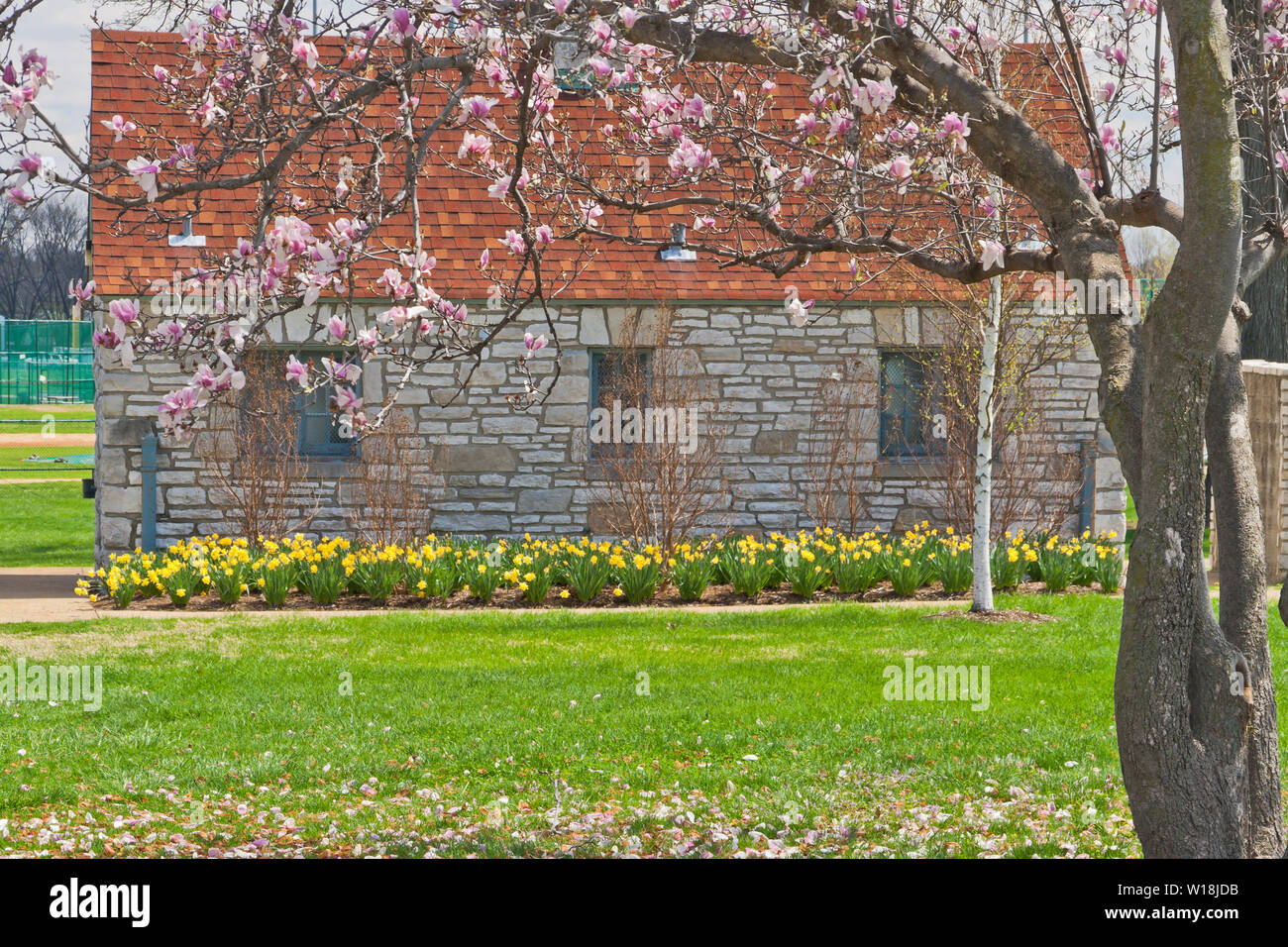 Les fleurs de rose d'une soucoupe magnolia arbre et d'une rangée de jonquilles jaune un bâti en pierre de style rustique à St Louis Forest Park un jour de printemps Banque D'Images Les fleurs de rose d'une soucoupe magnolia arbre et d'une rangée de jonquilles jaune un bâti en pierre de style rustique à St Louis Forest Park un jour de printemps Banque D'Images