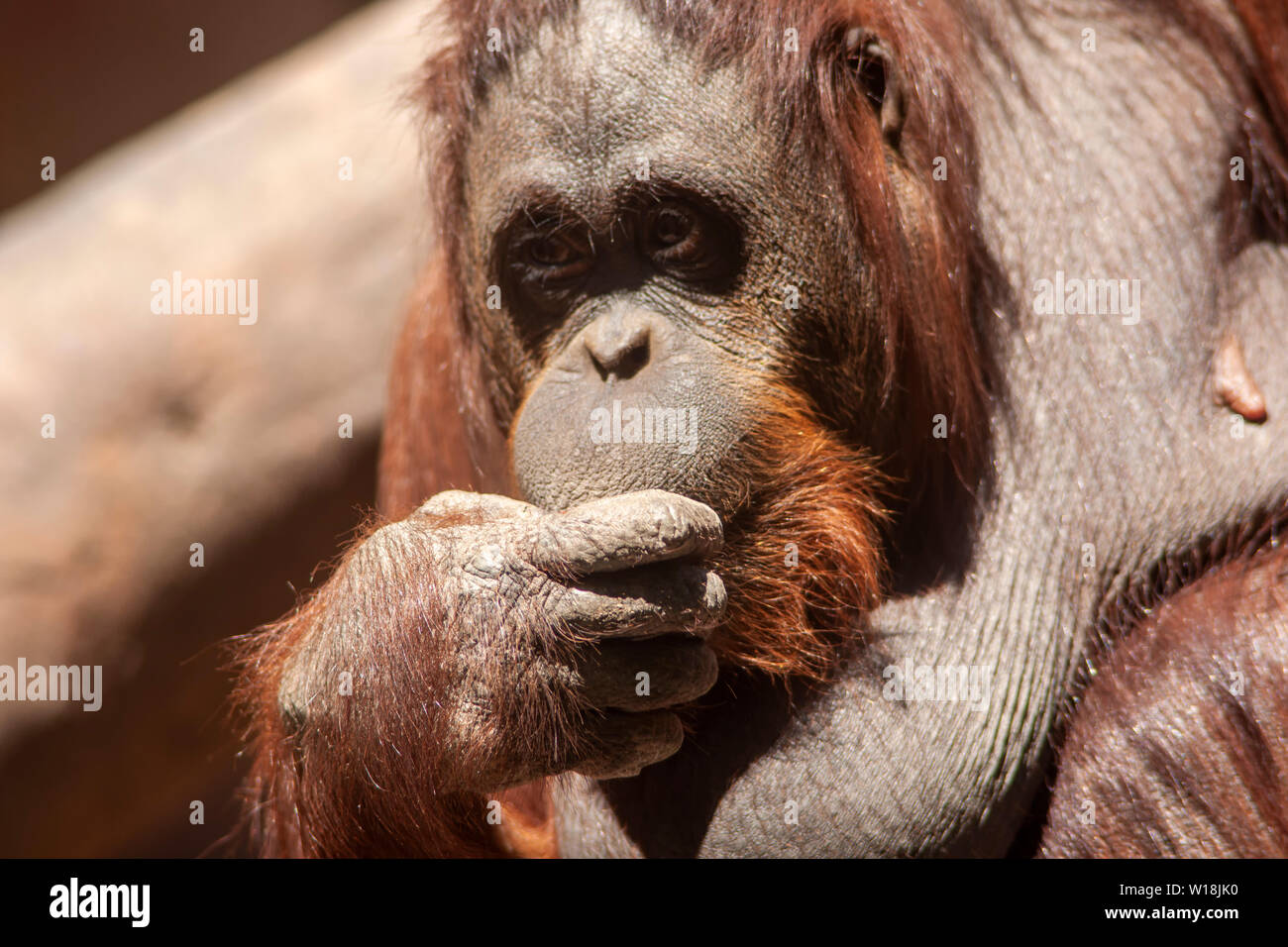 Femelle adulte orang-outan Banque D'Images