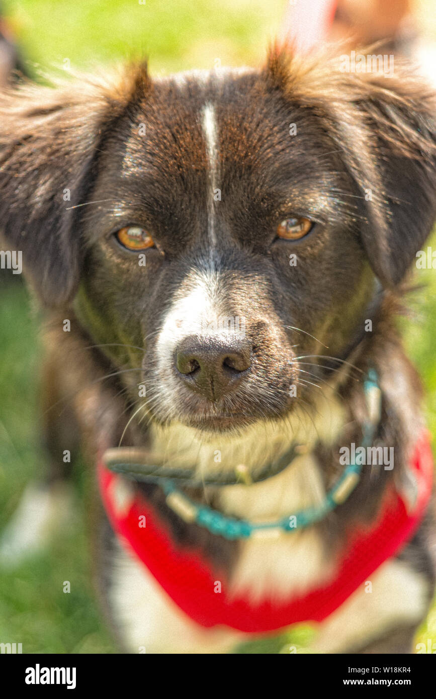 Jeune chien avec les oreilles tombantes se penche sur l'appareil photo Banque D'Images