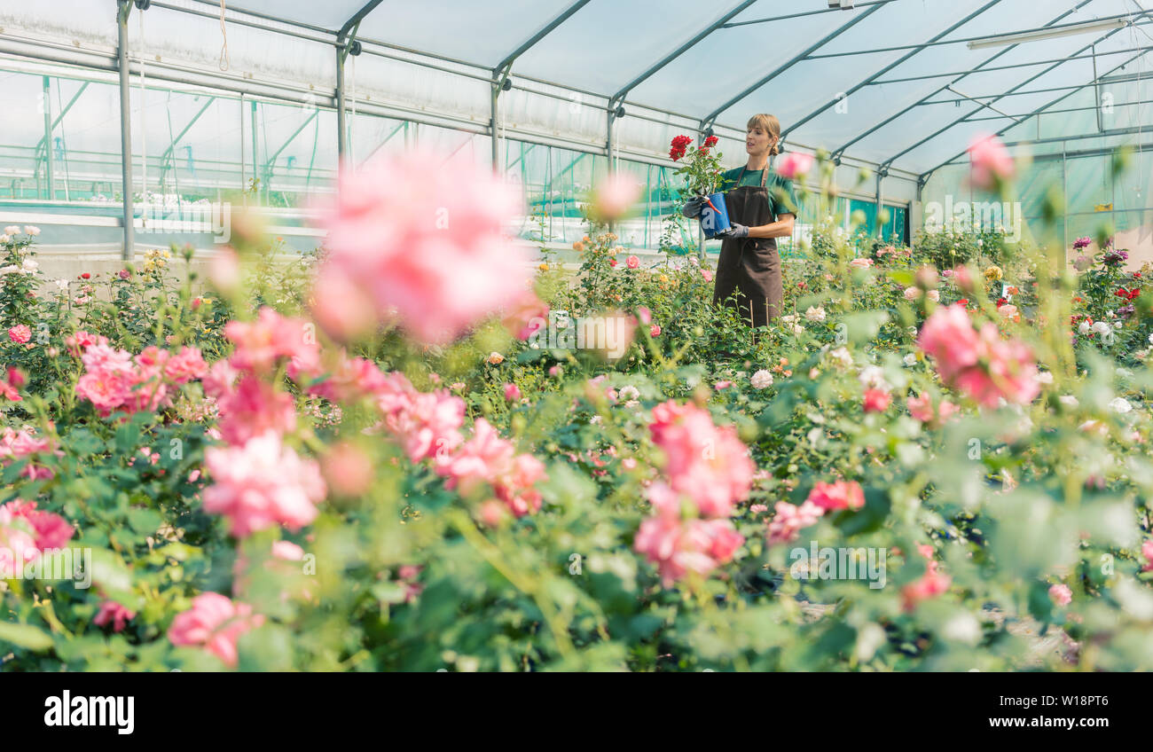 Les émissions avec des roses dans la petite entreprise jardinage Banque D'Images