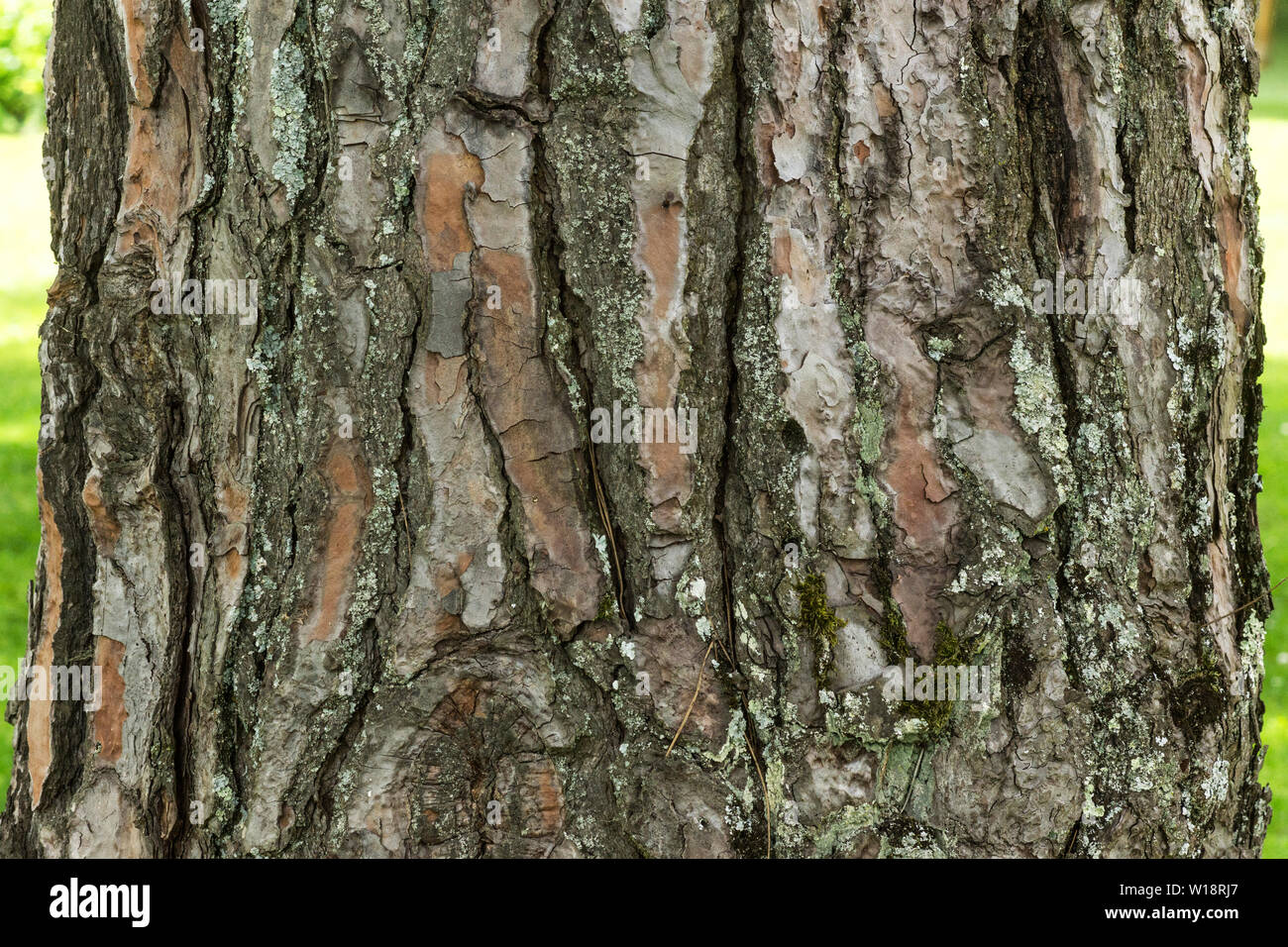L'écorce de la pierre pin (Pinus pinea) est d'une couleur brun clair.Sa télévision avec la relativité des fissures profondes. Banque D'Images