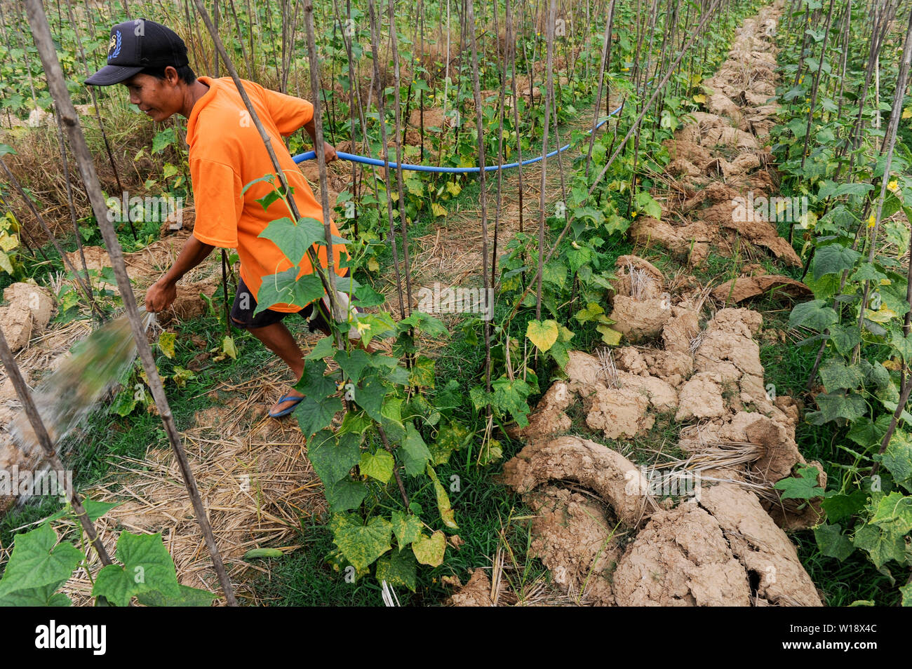 Le Laos, agriculteur irriguer du concombre, qu'il est après la plantation de la récolte de paddy sur le terrain, l'irrigation / Laos Vientiane, Disto , Reisfarmer Nasala Interdiction Dorf, Phao Mamugda Reisernte baut nach Gurken, Bewaesserung Zwischenfrucht un SLA Banque D'Images