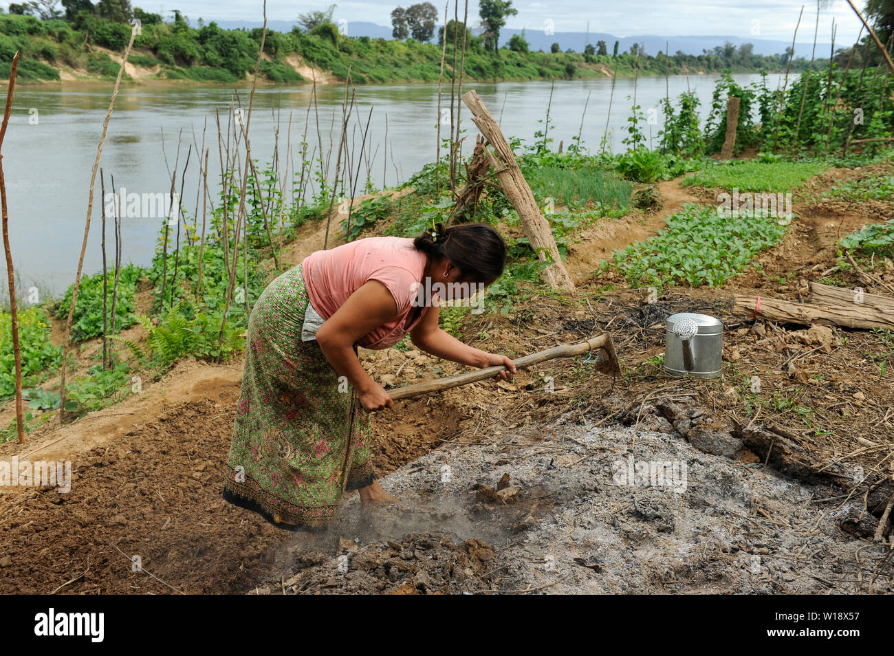 Au Laos, la femme cultive des légumes champ près de river, l'amélioration de sol avec du compost et de cendres / Laos, Farmerin baut Gemuese une einem Fluss, une amélioration des Bodens mit Kompost und Asche Banque D'Images