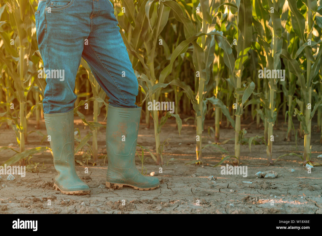 La productrice en bottes de caoutchouc debout dans un champ de maïs. Agronome woman posing in plantation de maïs. Banque D'Images
