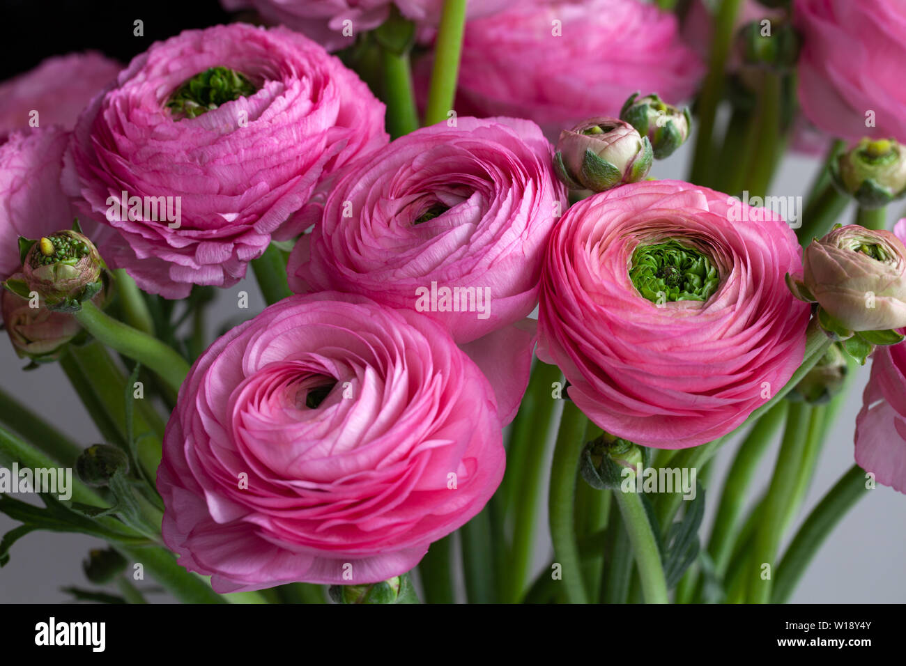 Ranunculus bouquet Banque de photographies et d'images à haute résolution -  Alamy