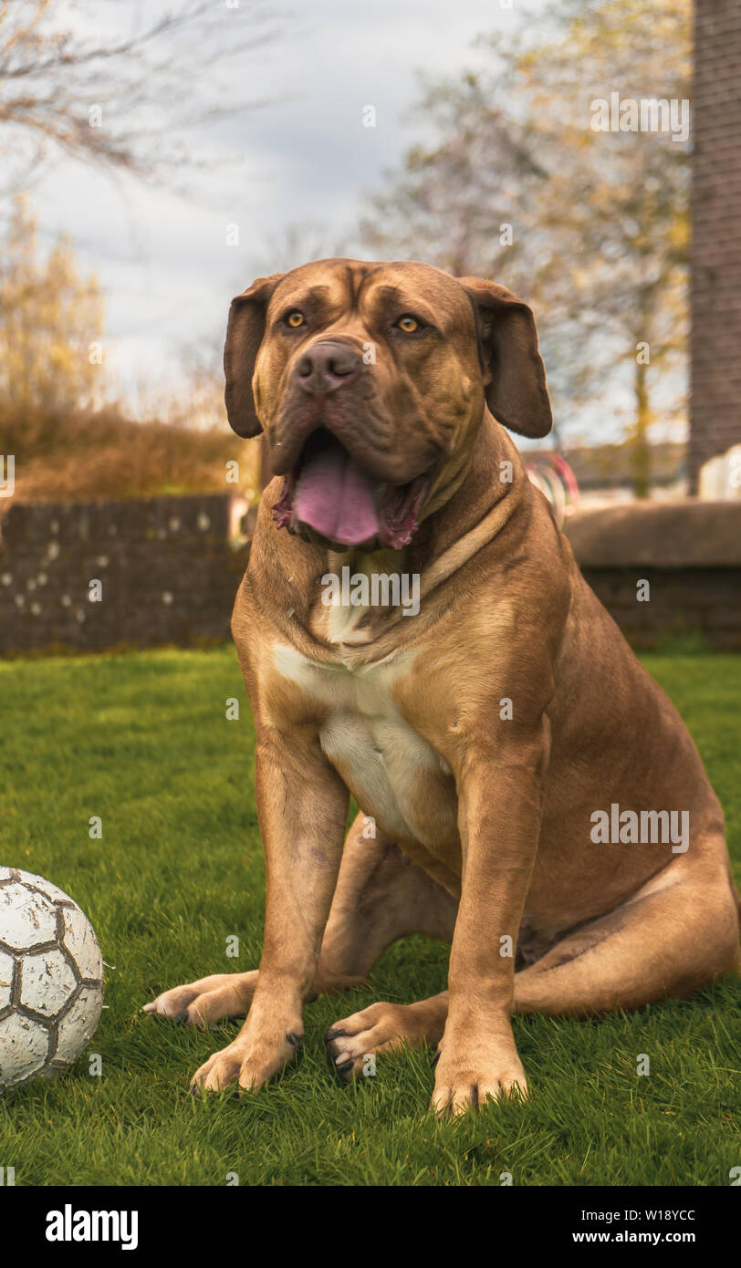 Boerboel chien assis dans l'herbe - portrait with ball Banque D'Images