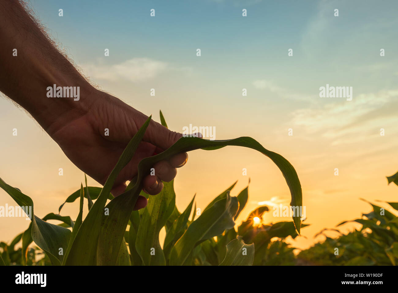 Farmer est l'examen de culture du maïs plantes dans le coucher du soleil. Close up of hand touching feuille de maïs dans le champ. Banque D'Images