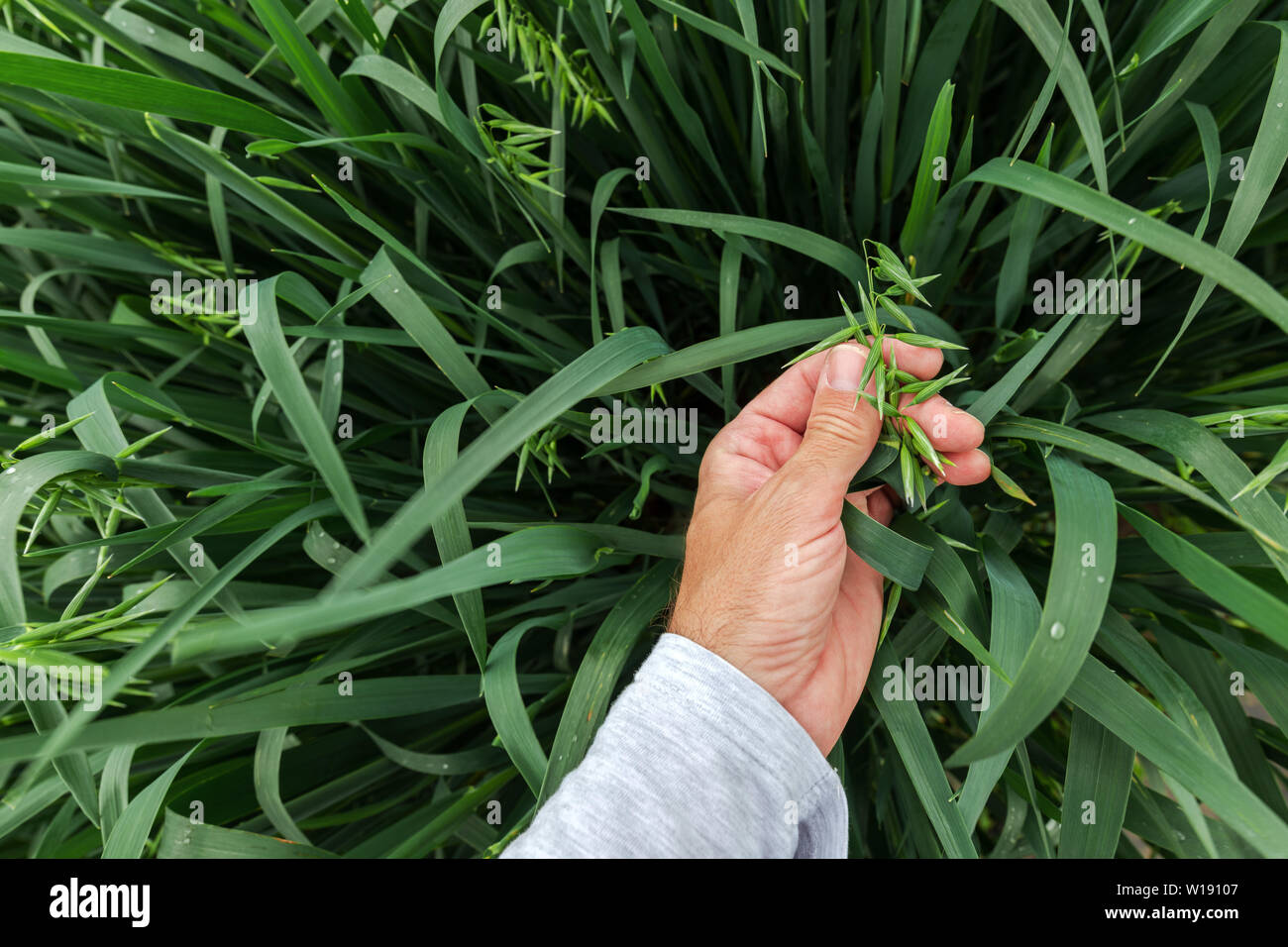 L'examen des cultures d'avoine Farmer in field, Close up of hand touching panicule sur tige de la plante Banque D'Images