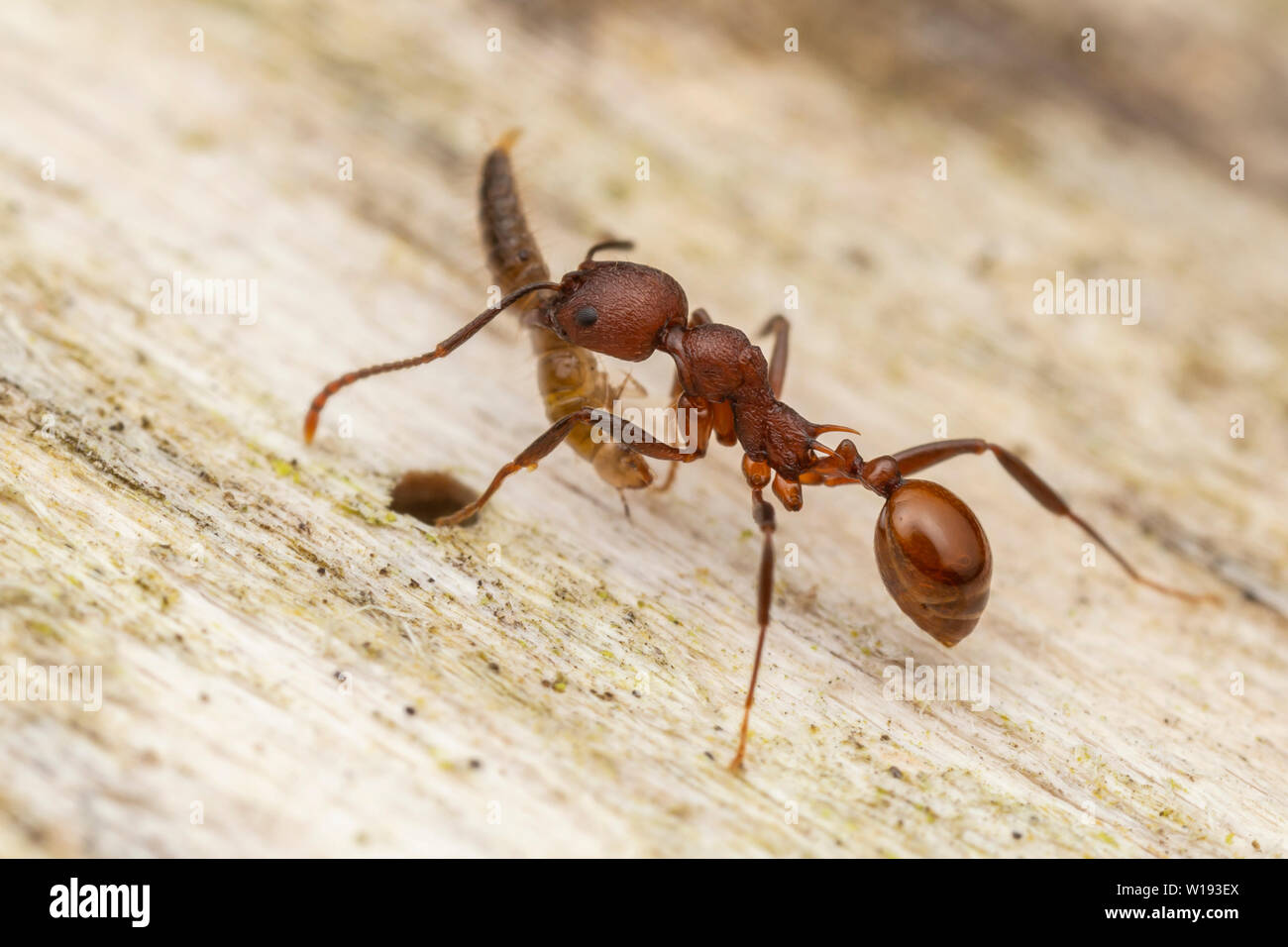 Un Ant cintré (Aphaenogaster tennesseensis) ramène un insecte mort à sa colonie. Cette vue affiche les détails du thorax et de la roue pivotante. Banque D'Images