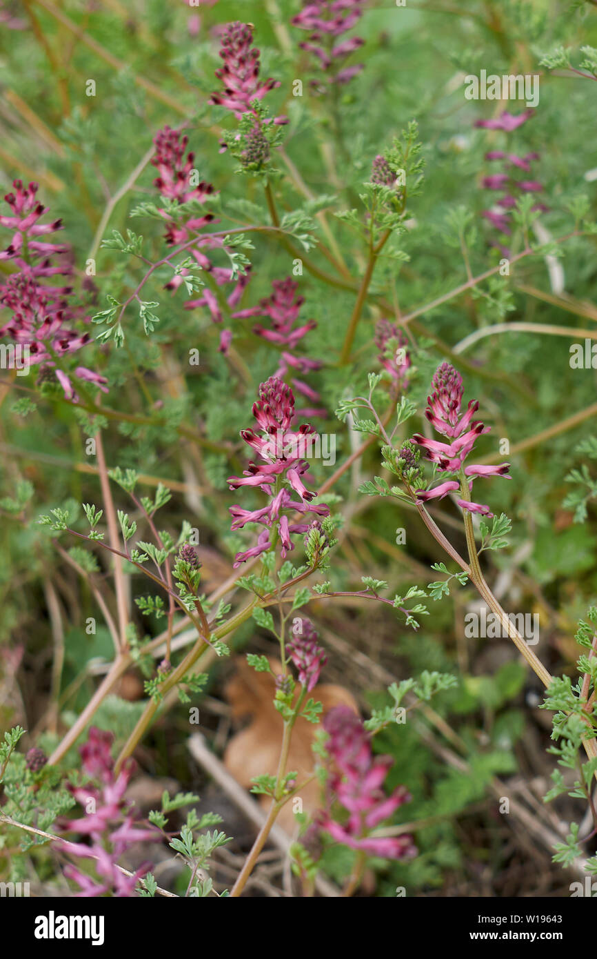 Fleurs roses et rouges de Fumaria officinalis Banque D'Images