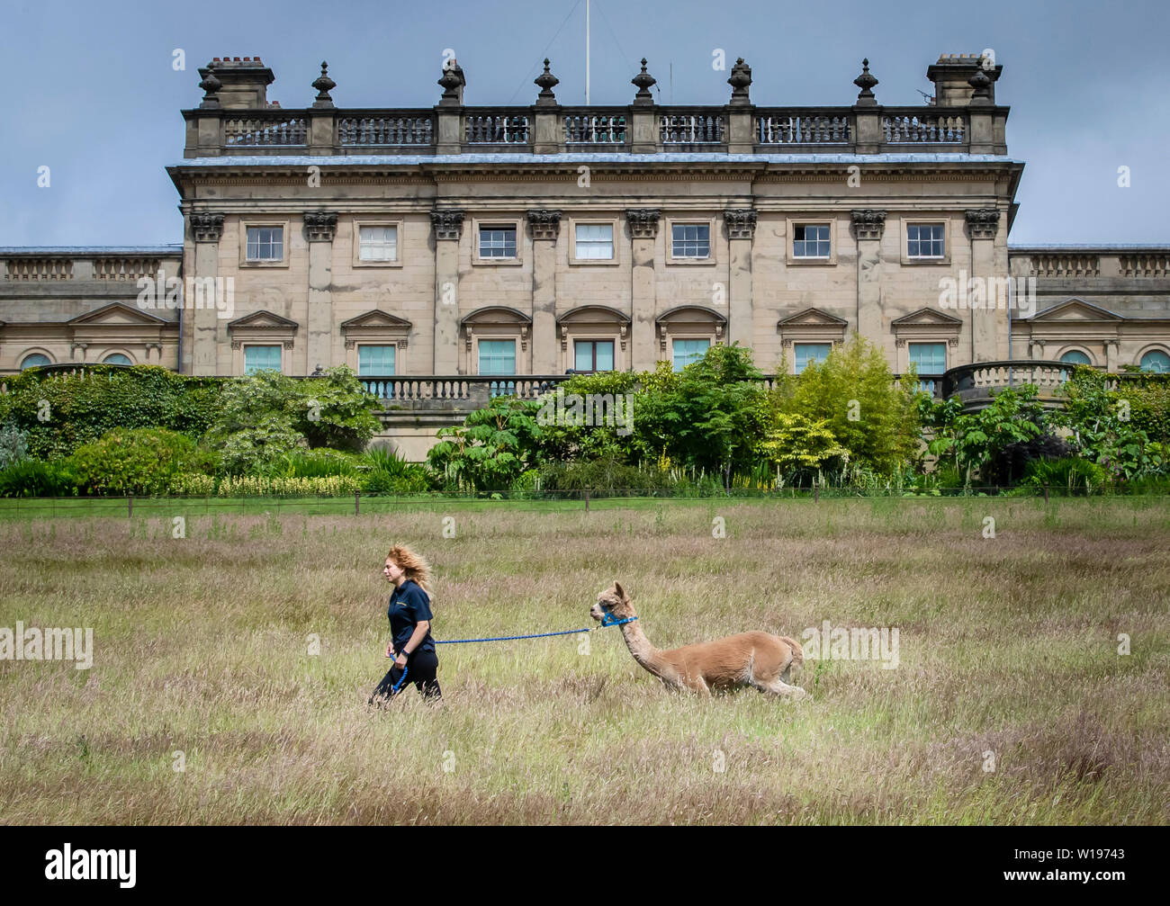 Francesca de Bernart promenades Zébédée l'alpaga dans le parc de Harewood House, dans le Yorkshire. La magnifique maison du xviiie siècle au coeur de la comté a lancé une expérience de marche d'alpaga. Banque D'Images