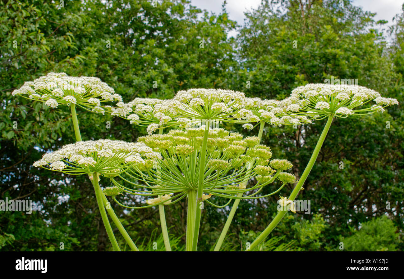 L'ECOSSE FINDHORN LA RIVIÈRE AU DÉBUT DE L'été fleurs de la berce du Caucase Heracleum mantegazzianum Banque D'Images