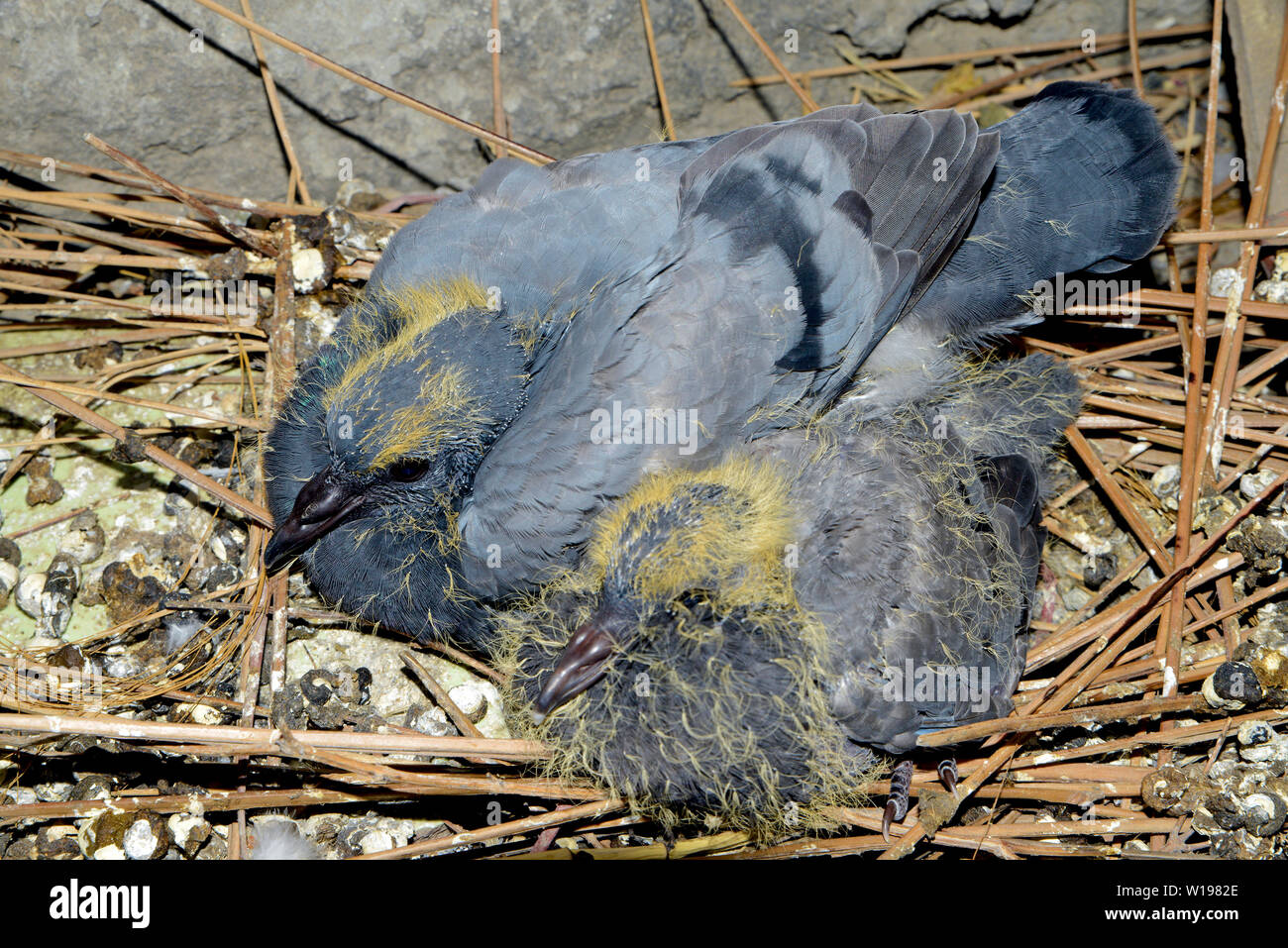 Les Pigeons Dans Le Nid De Bebe Balcon Indien Photo Stock Alamy Les Pigeons Dans Le Nid De Bebe Balcon Indien Photo Stock Alamy
