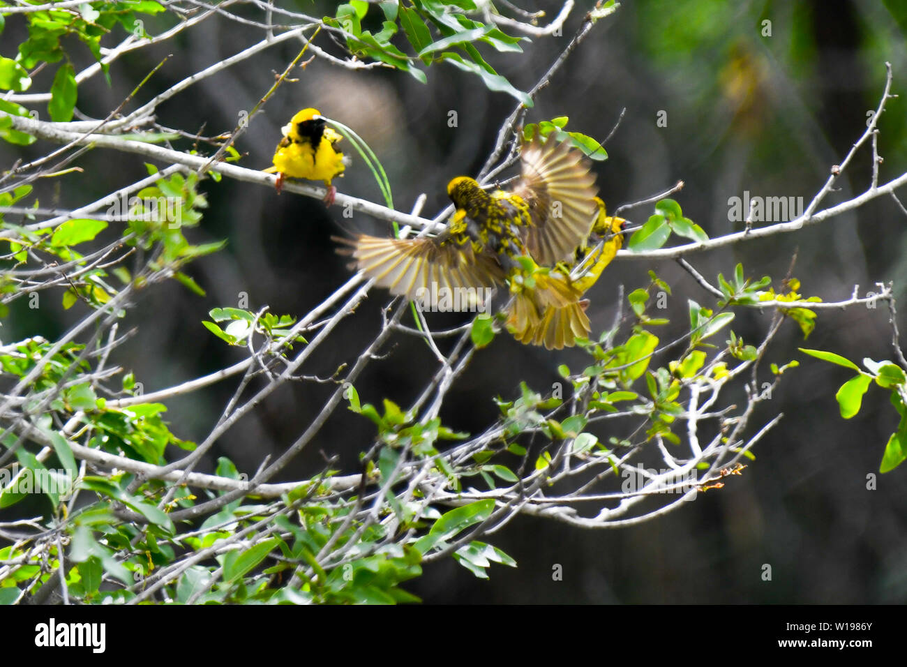 Sud mâle voletant et tisserands masque nichant dans les taillis vert magnifique dans le Parc National Kruger Banque D'Images